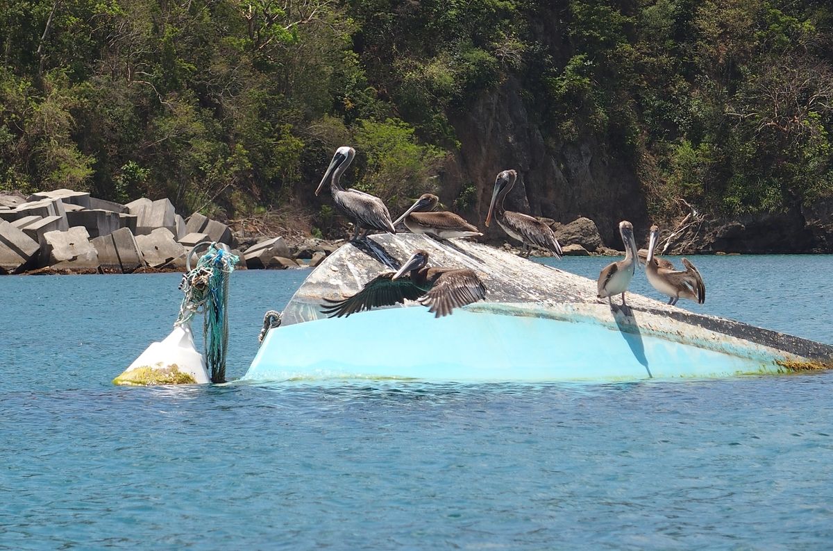 pelikanok Guadeloupe